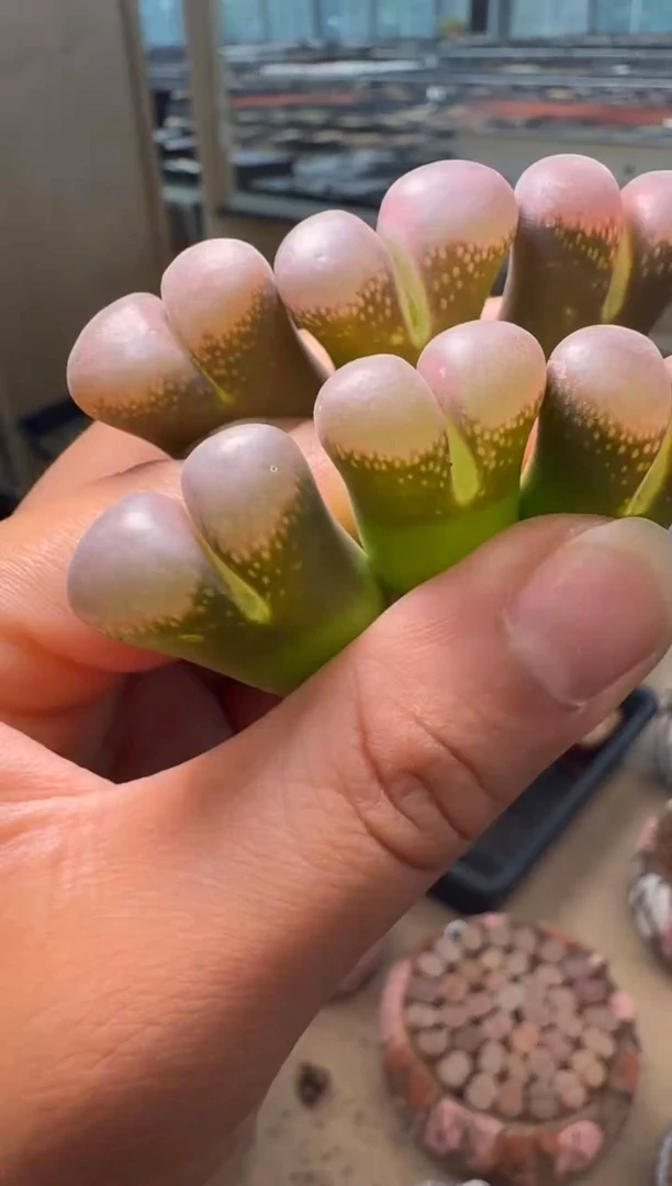 643多肉植物肉锥一颗