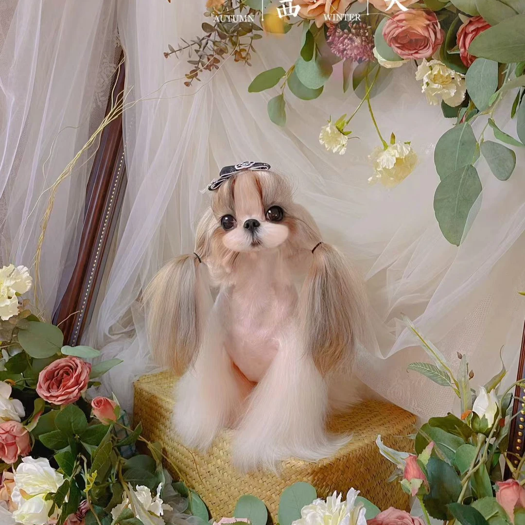 Allan西施犬 纯种幼犬 小体西施