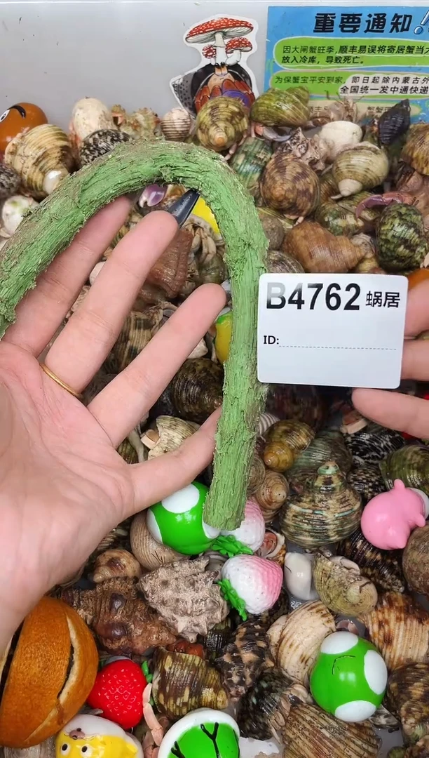 陌派甄选寄居蟹4762