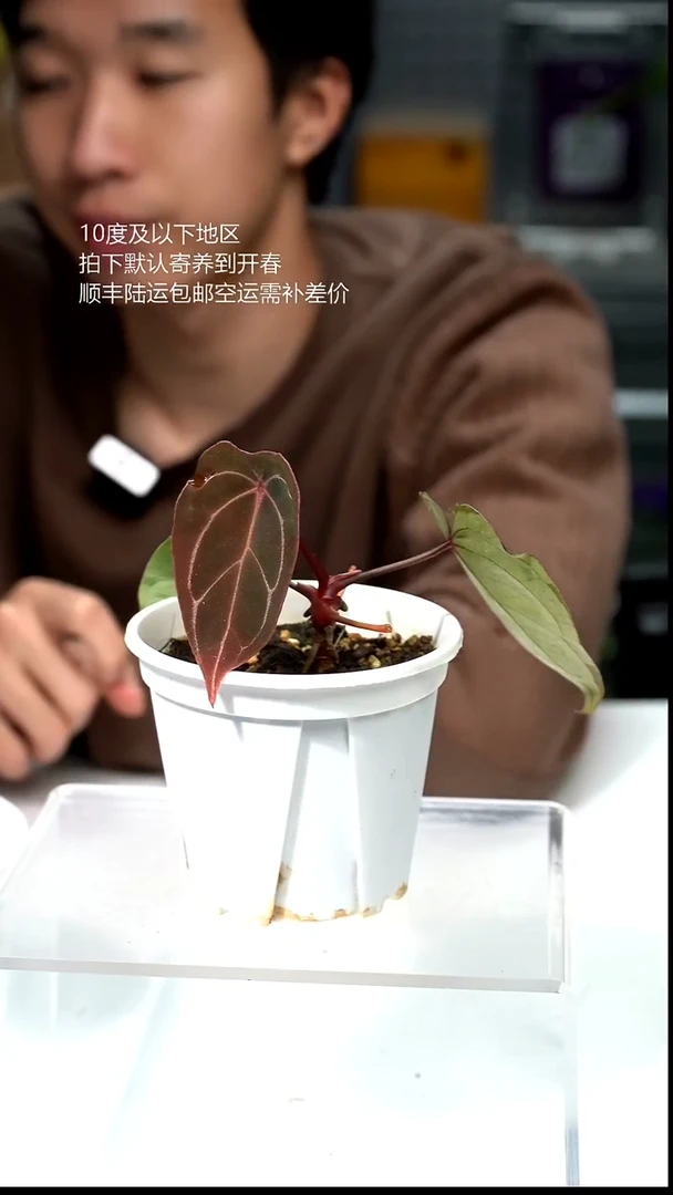 完全开放023-绯月