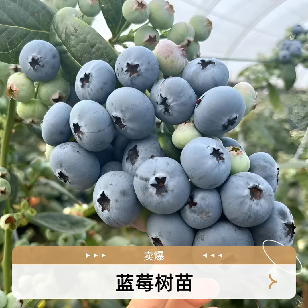 蓝莓树苗蓝莓家养盆栽F6带花苞带果适合阳台地栽当年结果果树