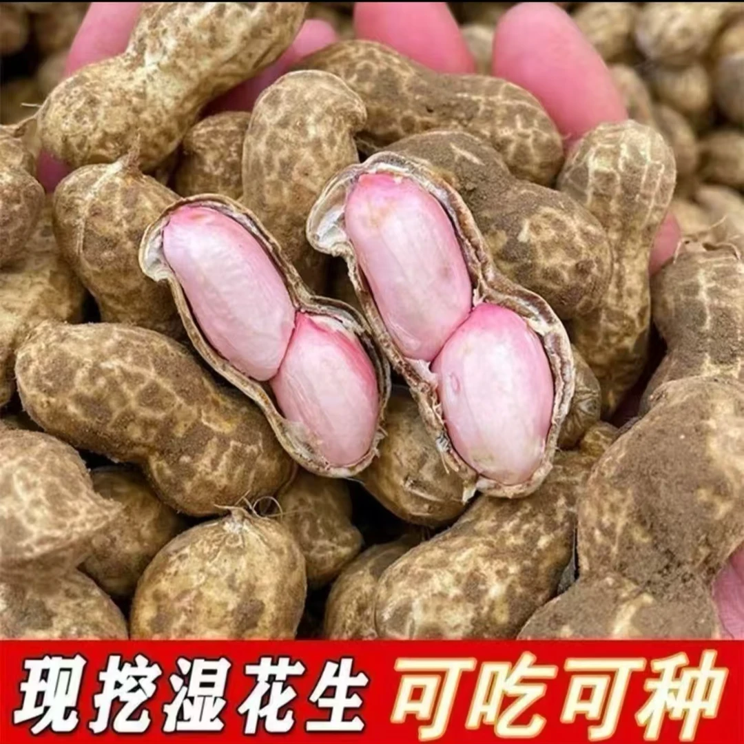 2025新鲜花生现摘当季湿花生粉皮带壳带土鲜花生
