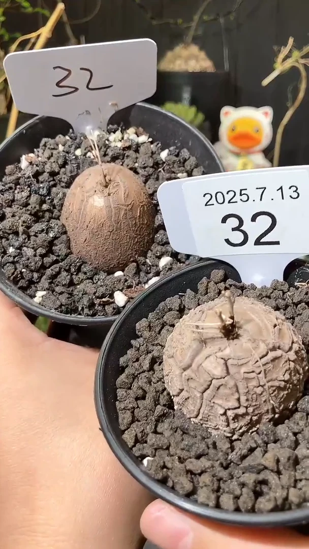 32号713福利南非龟甲龙买1送1个