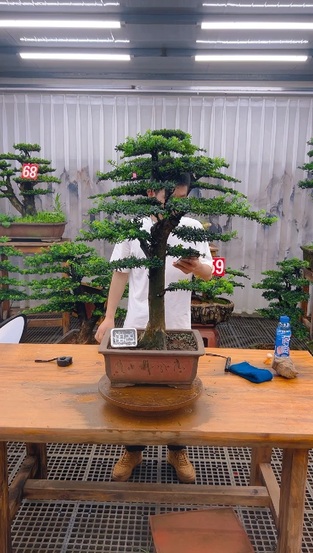 无花朵精品盆景直播间一物一拍