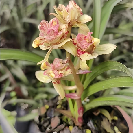 建兰【红草奇花】 浓香型  花期6-11月份