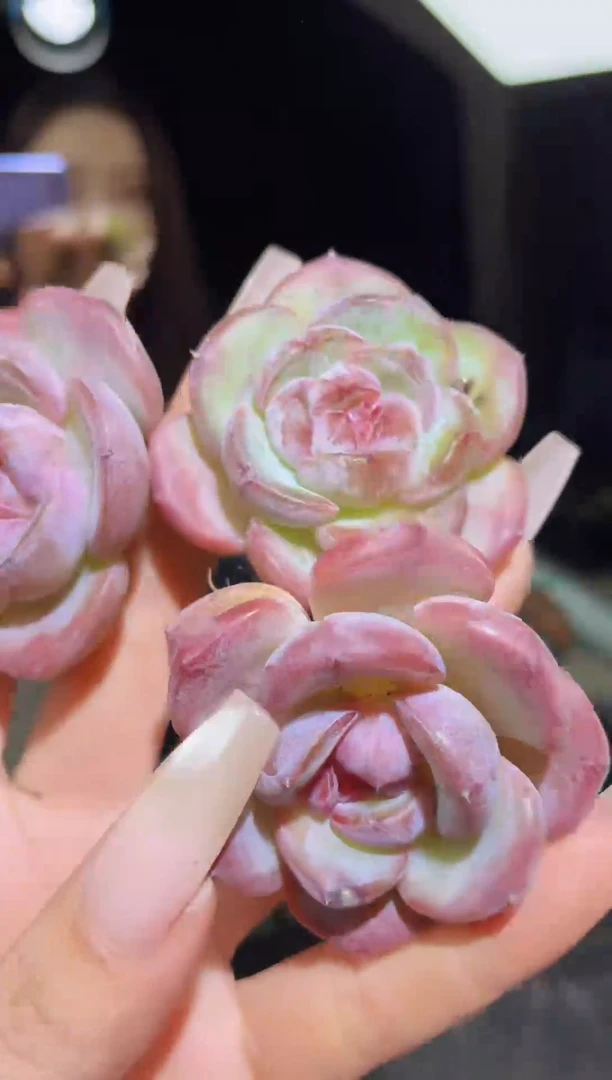 闪购1084胖大星多肉一颗量拍4厘米