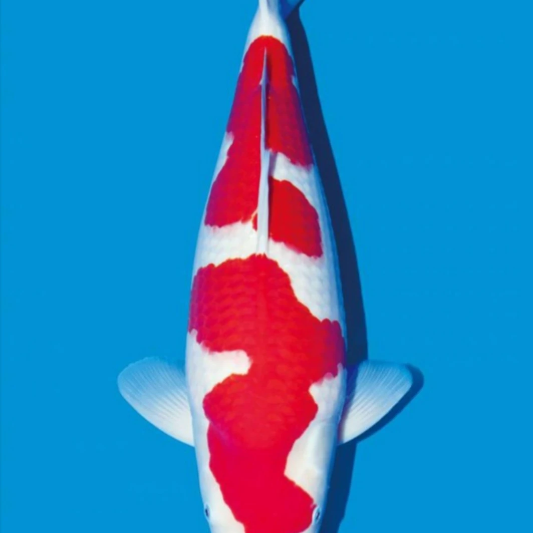 锦鲤观赏鱼活体大正红白昭和菲写不包邮不支持七天无理由