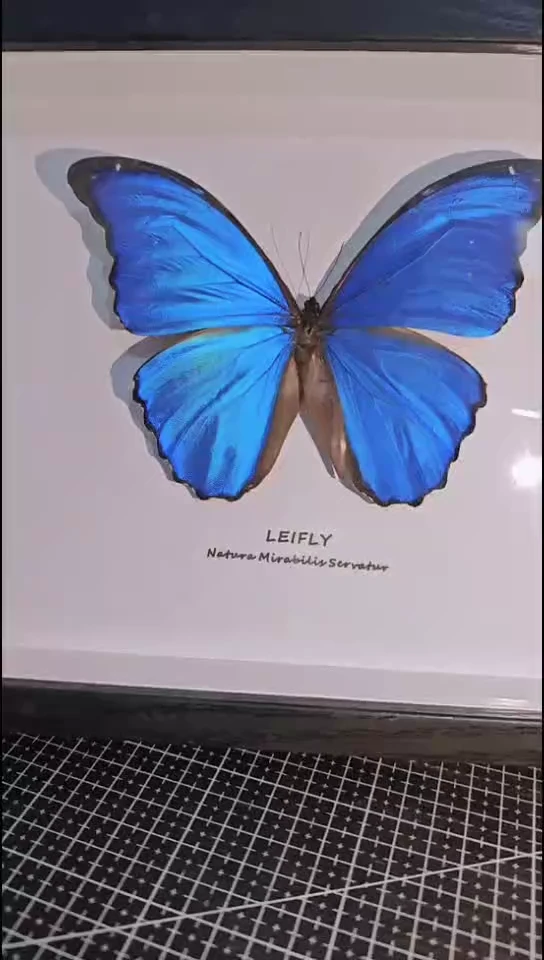 R****e纯手做蝴蝶标本呀