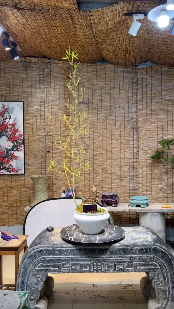 隆西园艺-盆景盆景