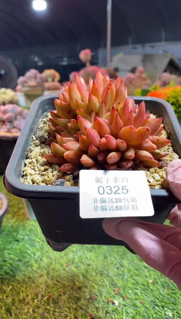 【闪购商品】0325a