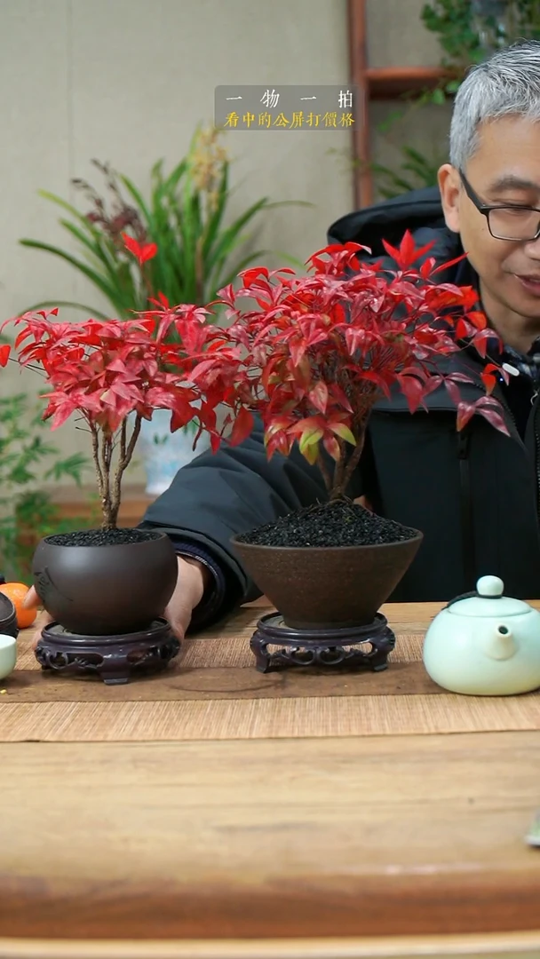 完全开放可**?南天竹199