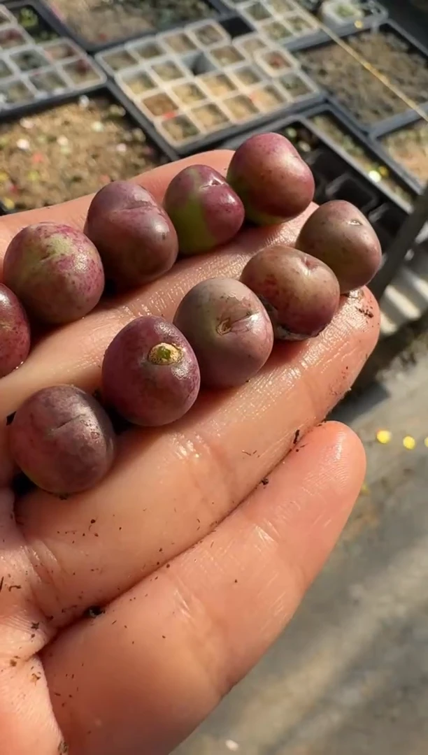 【闪购商品】17-33小桃红sp母本一颗