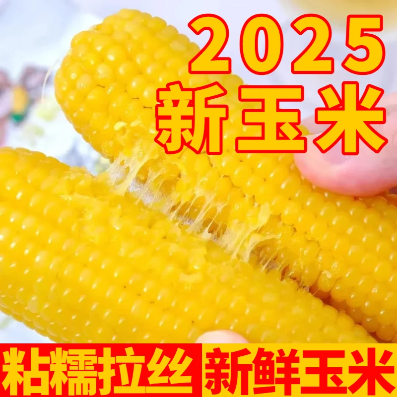 「今年新玉米」东北新鲜黄糯玉米240g-260g八根整箱香软糯粗粮