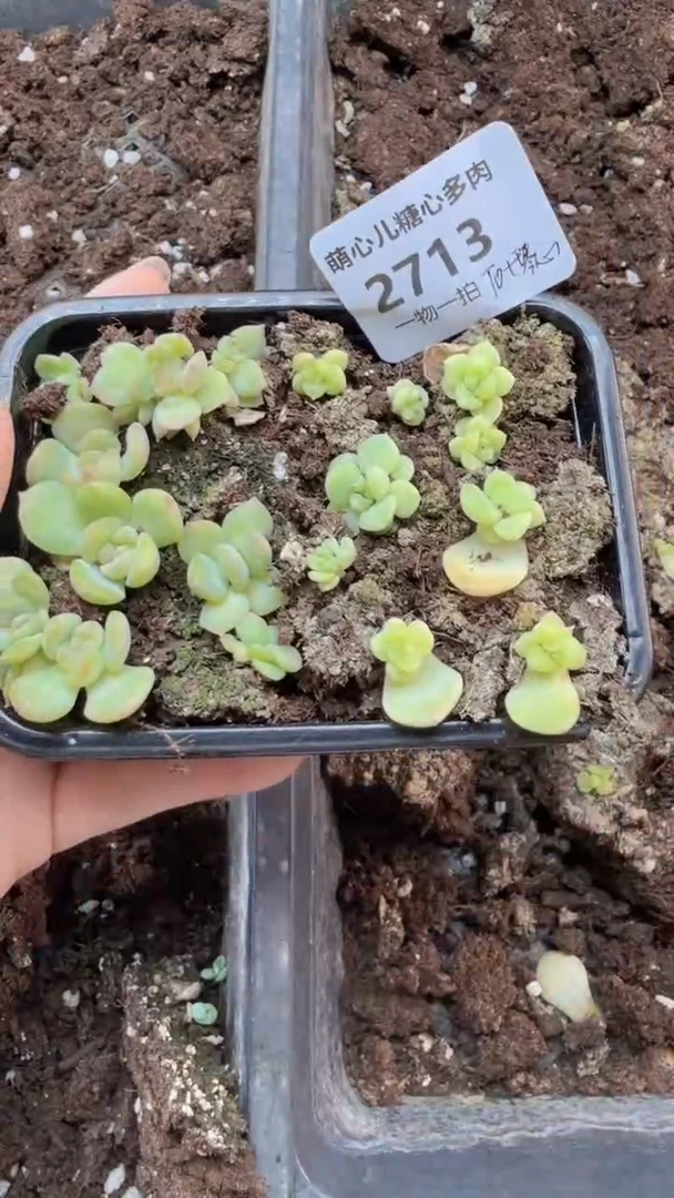 2713 琴心+T0双拼切糕量拍