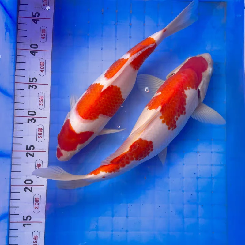 精品锦鲤.红白锦鲤.大正锦鲤.当岁小精品