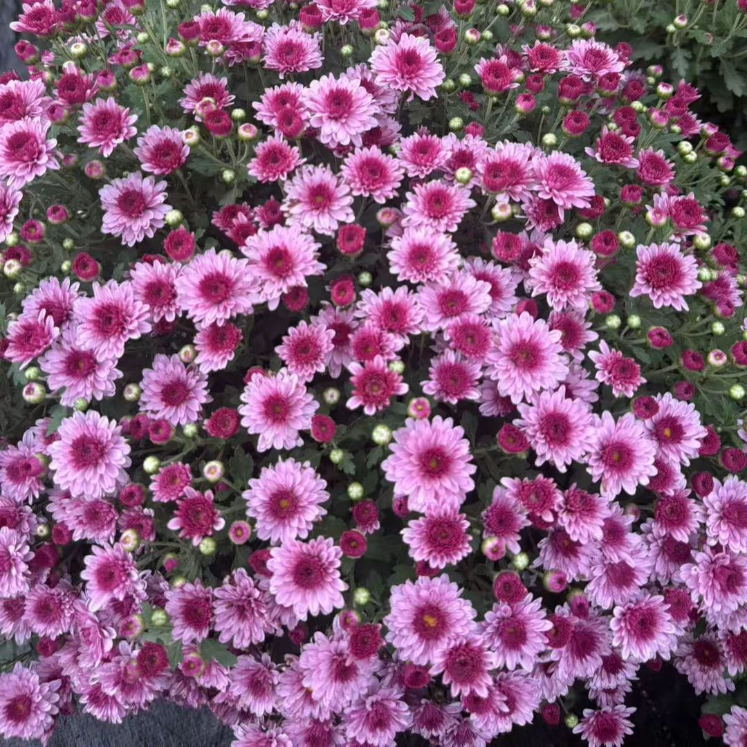 千头菊【复粉光束】四季盆栽花苗多年生耐寒耐热阳台庭院好养护