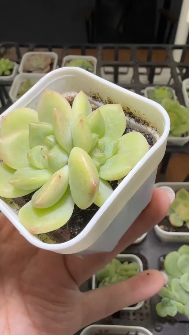 1592  T347多肉植物