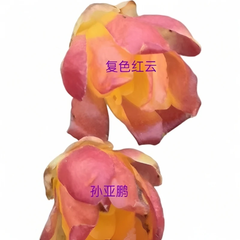 蜡梅 品种蜡梅盆景低桩蜡梅高杆地景蜡梅造型蜡梅