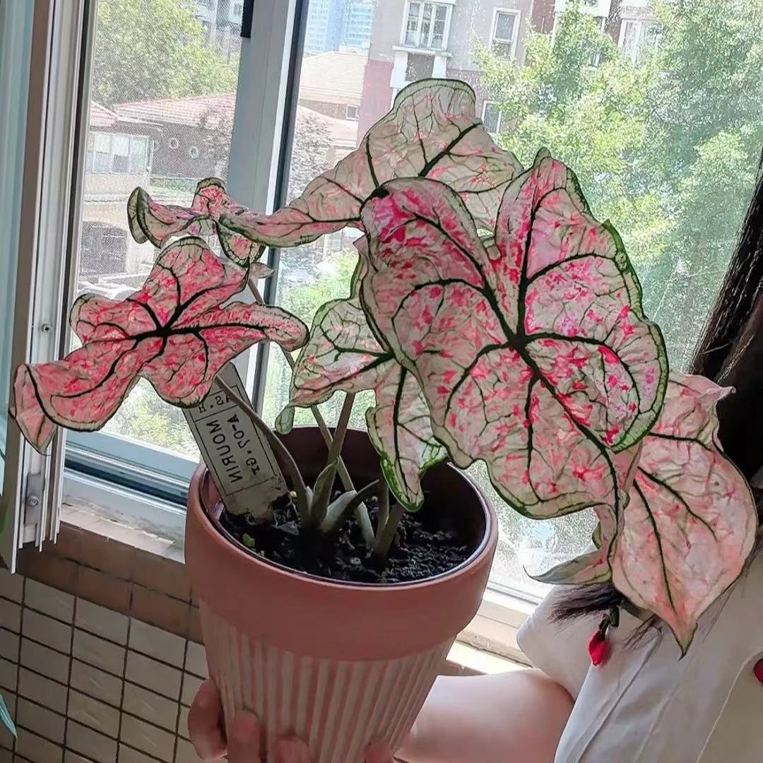 美版【红酒飞溅刚冒芽款】美国彩叶芋种球原盆原土ins耐晒颜色鲜艳