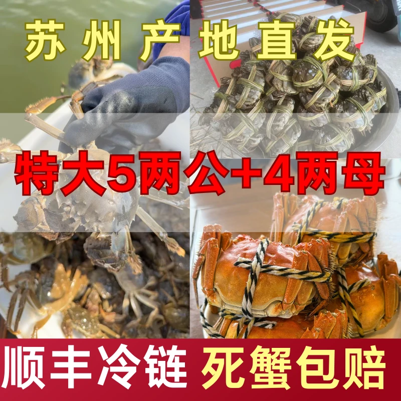 自家蟹塘活蟹现货（5两公蟹+4两母蟹）4对8只新鲜大闸蟹顺丰