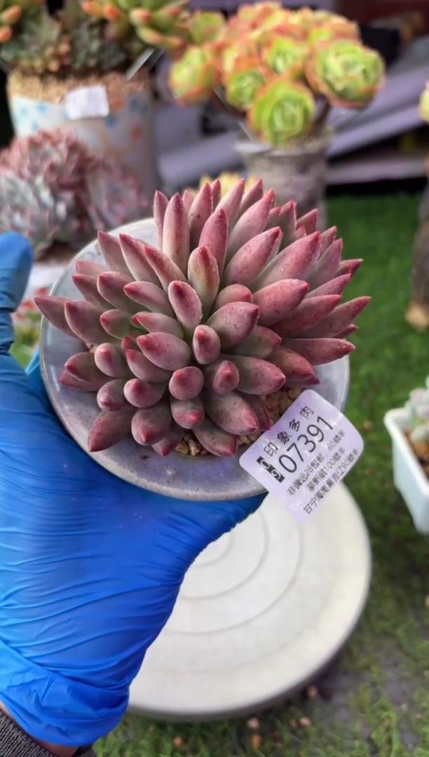 昆明印象多肉07391