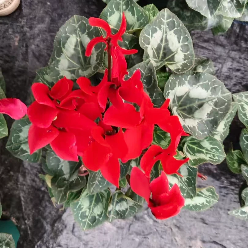 超大颗大冠幅1.5加仑盆大花型大花量兔耳朵中国红