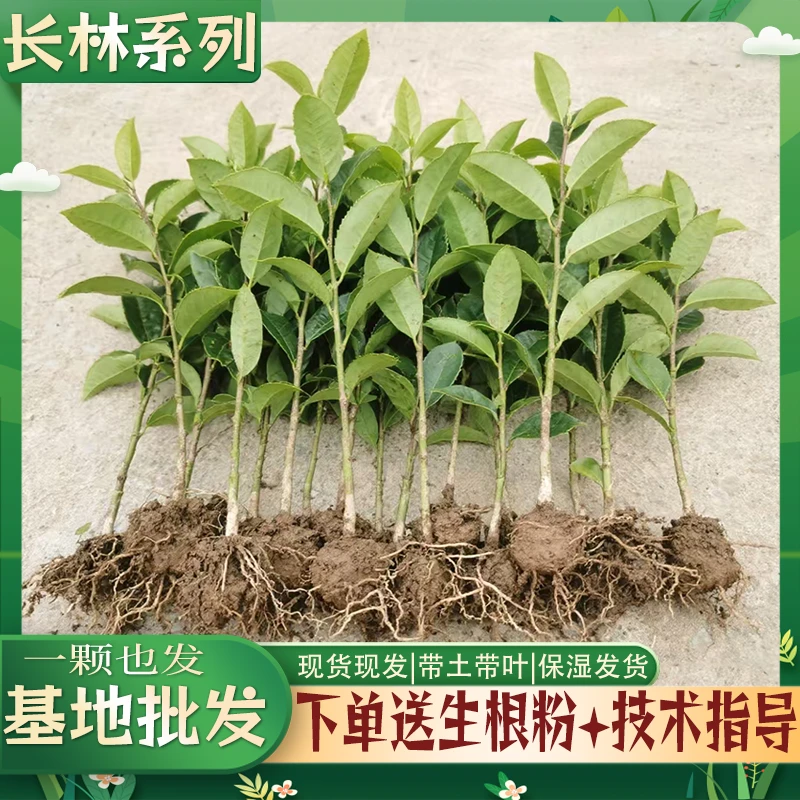 长林53号高产嫁接油茶苗茶籽，四季可种茶油苗，皮薄籽多高产茶油苗