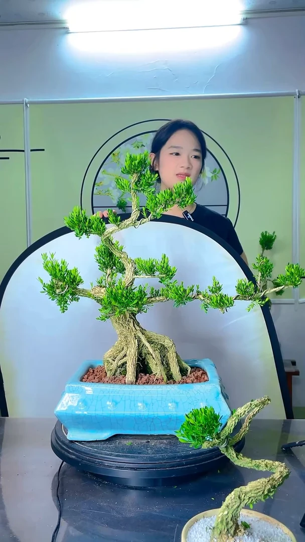 不开花植物广东雀舌皱皮黄杨