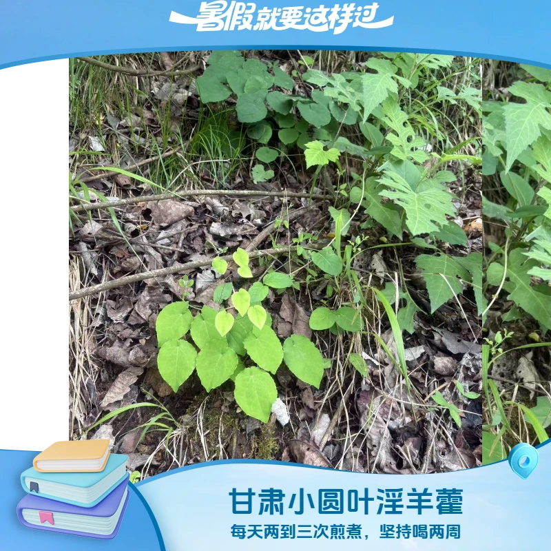 正宗甘肃深山淫羊藿中药材店杜仲枸杞秦岭野生泡水泡酒三枝九叶草