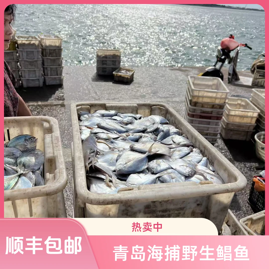 【1号三斤送1斤】（每斤9-12条）青岛海捕野生银鲳鱼顺丰包邮青岛海鲜
