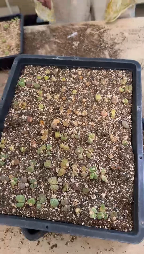 10-389多肉植物肉锥