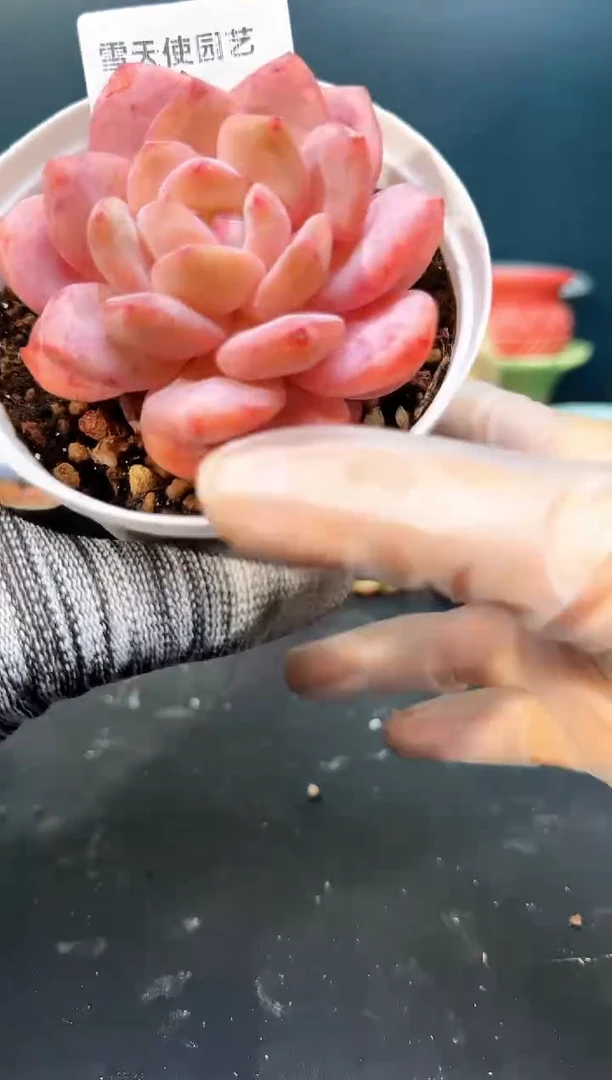 2 449雪天使   （冠幅 7 cm）