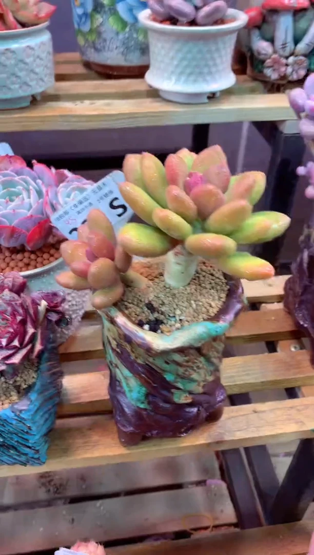 221S（一物一拍，精品多肉，所见即所得 ）