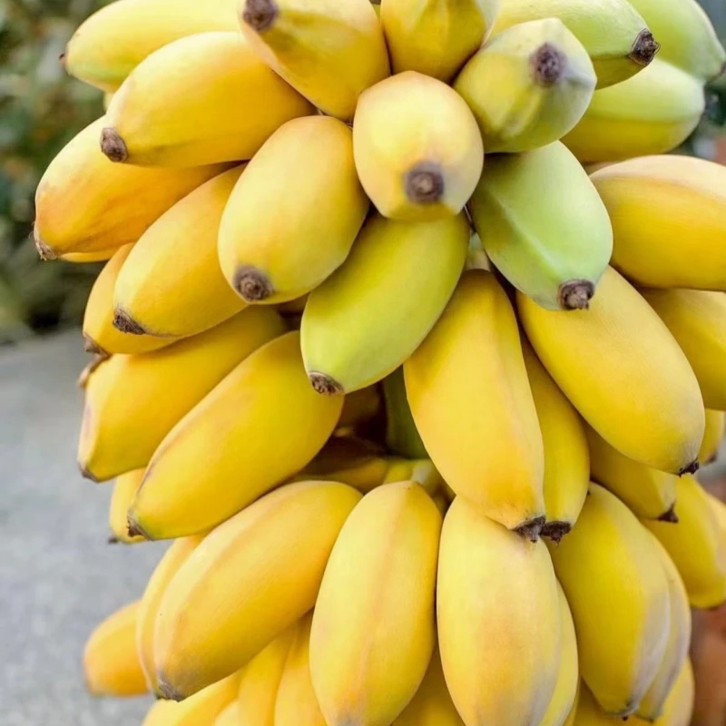 广西苹果蕉粉蕉新鲜现摘现发水果香蕉软糯香甜孕妇婴幼儿水果