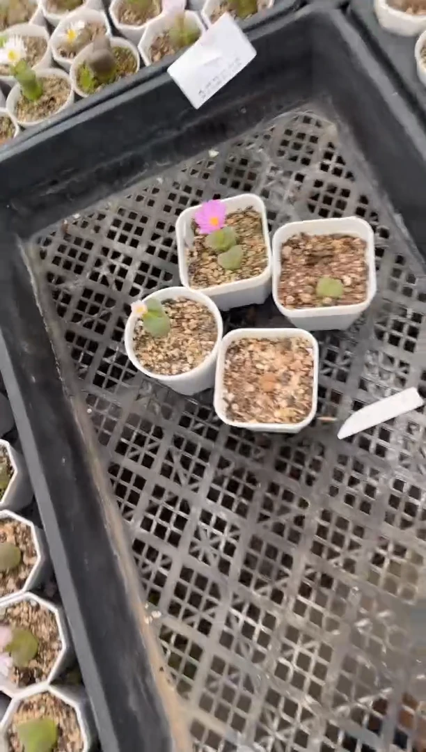 肉锥生石花脱土发10-393