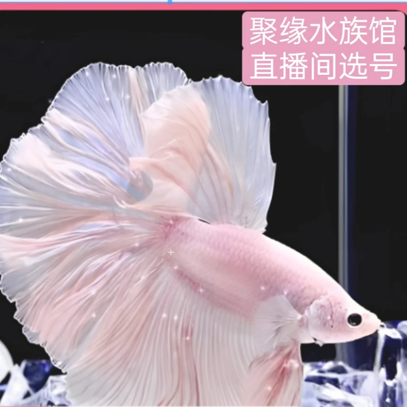 斗鱼纯白半月婚纱鱼小型母鱼热带观赏鱼好养耐活宠物鱼
