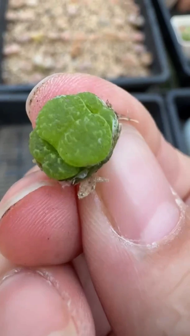 【闪购商品】4-92.