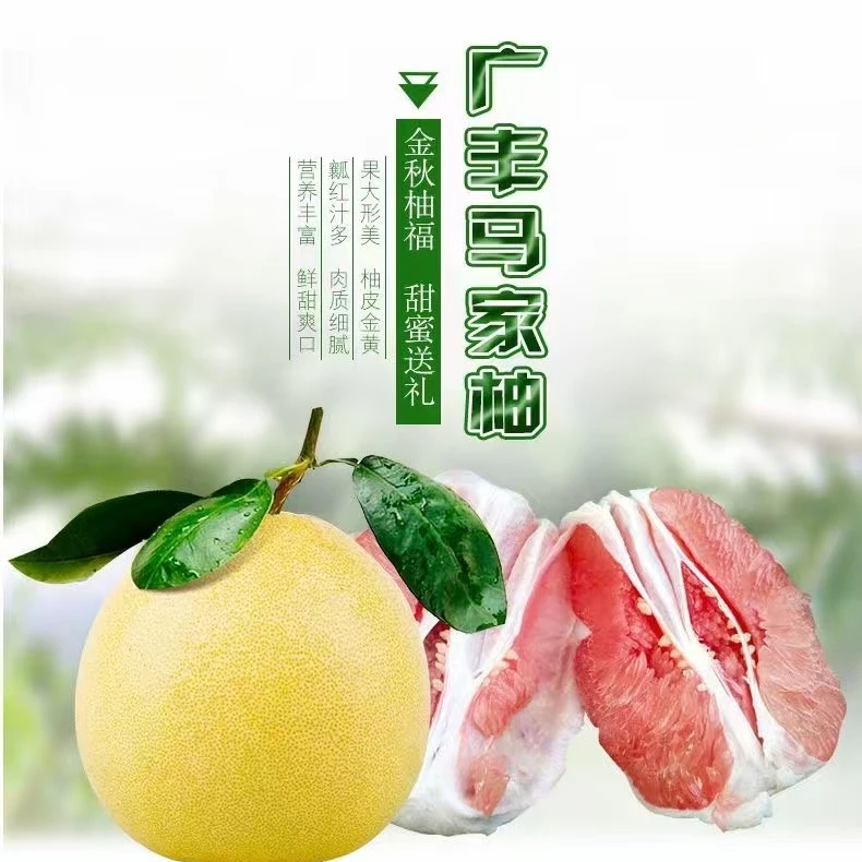 （试吃体验款1个）【省星农场】广丰马家柚红心蜜柚老少皆宜品质保障