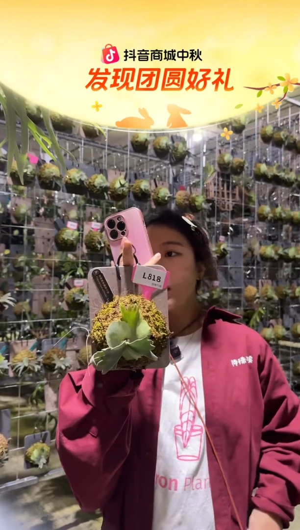 不开花植物L818-细菌孢子苗