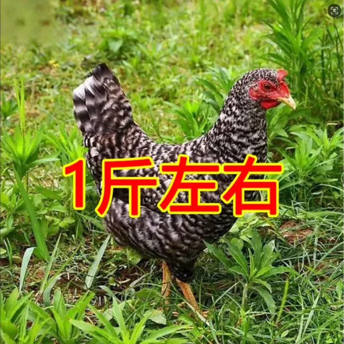 林间散养芦花鸡活鸡产蛋多适合当宠物鸡到货重量一斤多