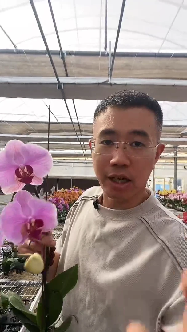完全开放微瑕粉色星河2棵