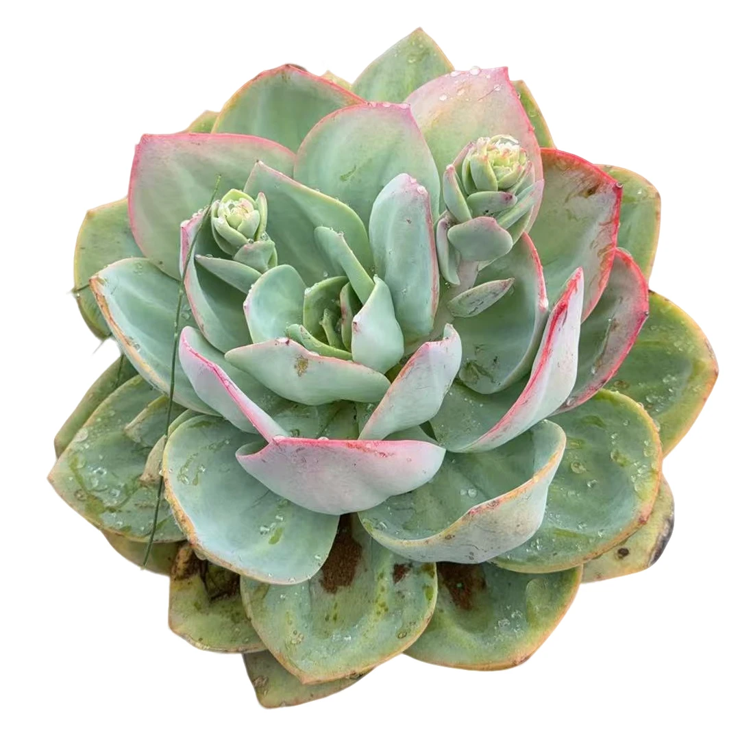 精品多肉植物  单头血凤