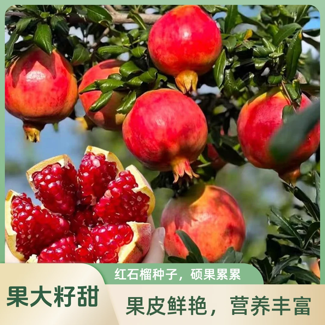 抗寒特大软籽蒙阳红突尼斯大果石好种榴树苗当年结果庭院盆栽地栽