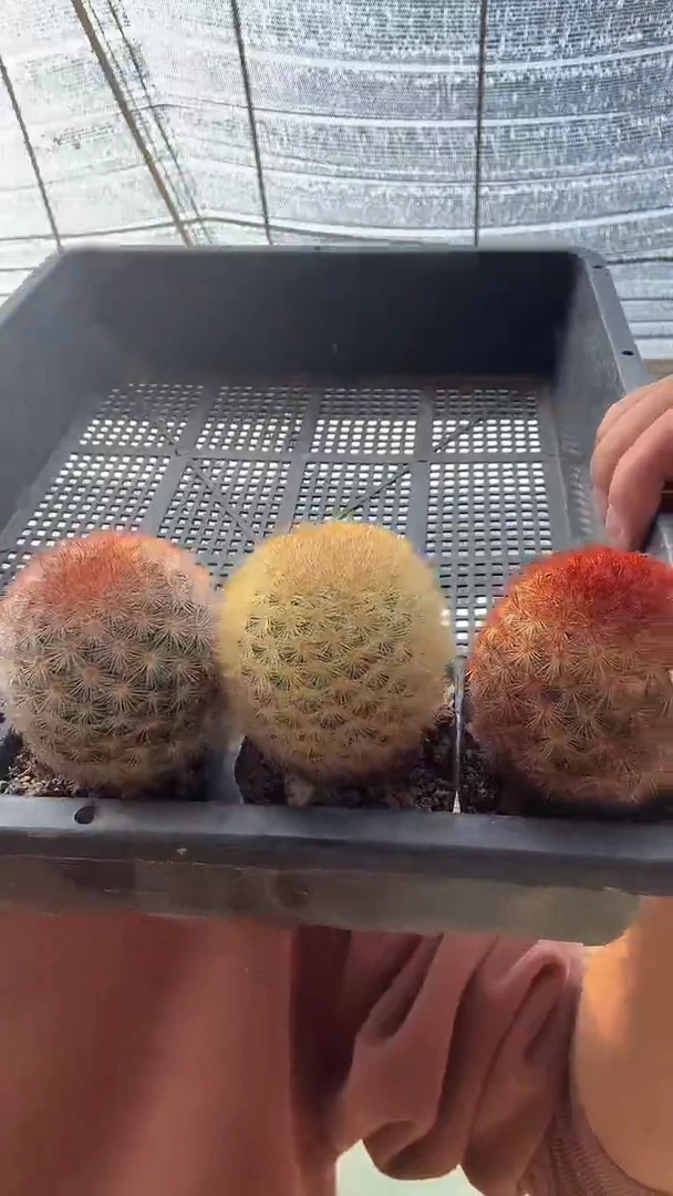 实生嘉文丸三颗39.99