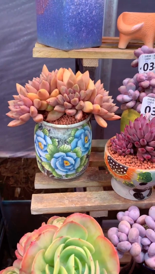 032F（一物一拍，精品多肉，w所见即所得 ）