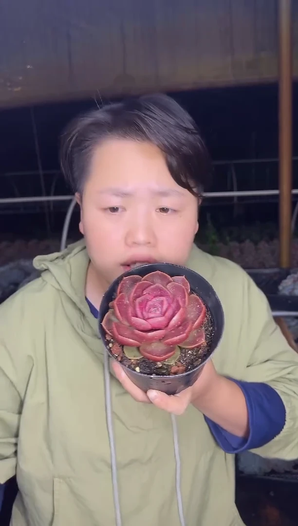 自家红灯 化水烂了不售后 5