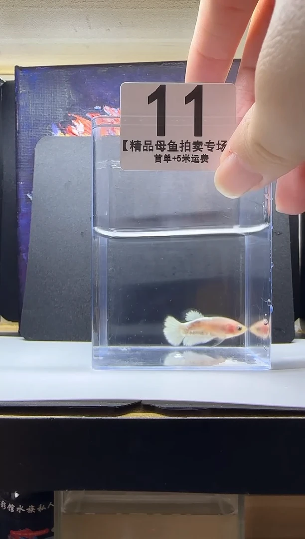 斗鱼母鱼编号：11