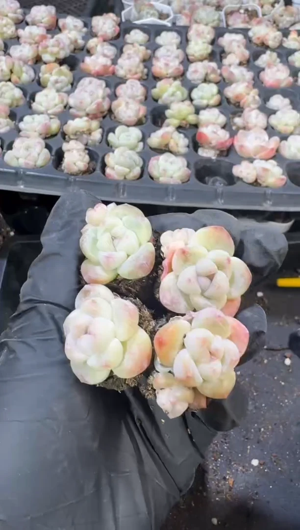 【闪购商品】71号到手10棵江北多肉一物一拍