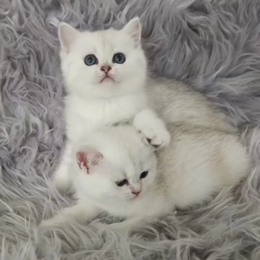 宠物猫活体一物一拍