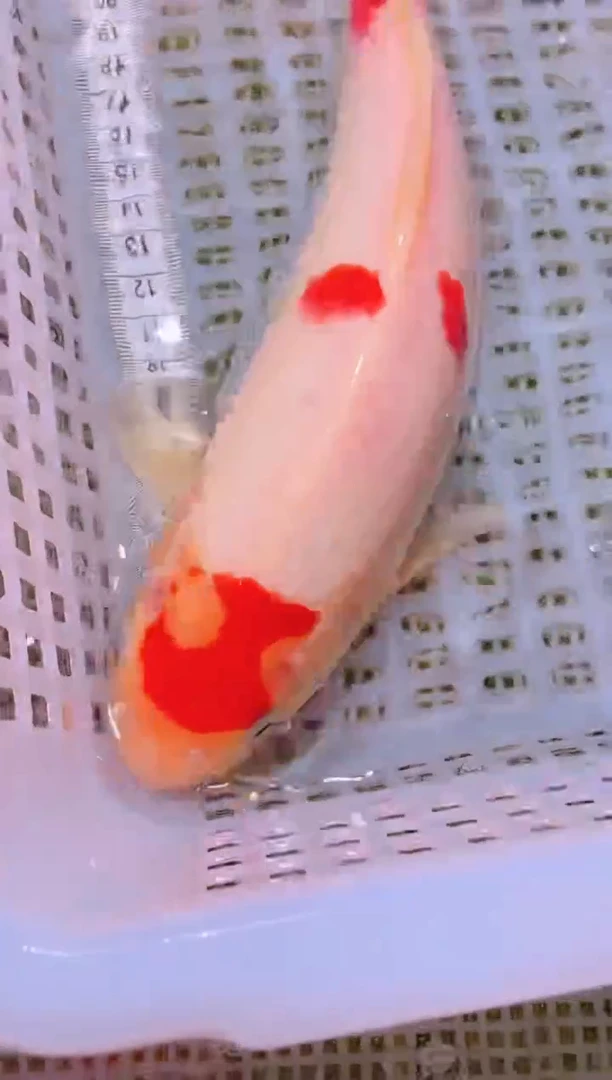 锦鲤冷水观赏鱼全场包邮238